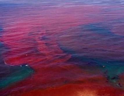 red tide